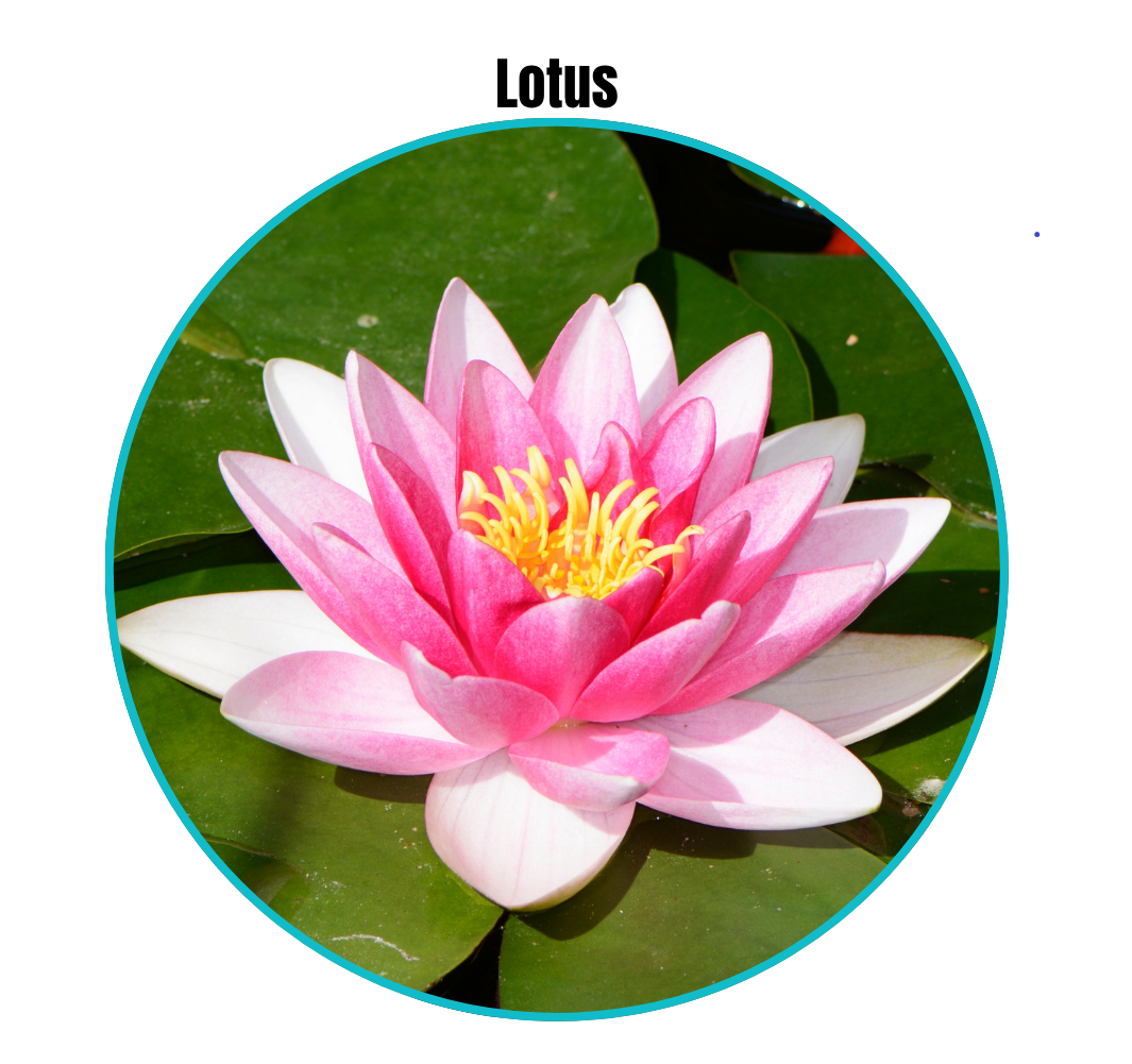 lotus_flower.png
