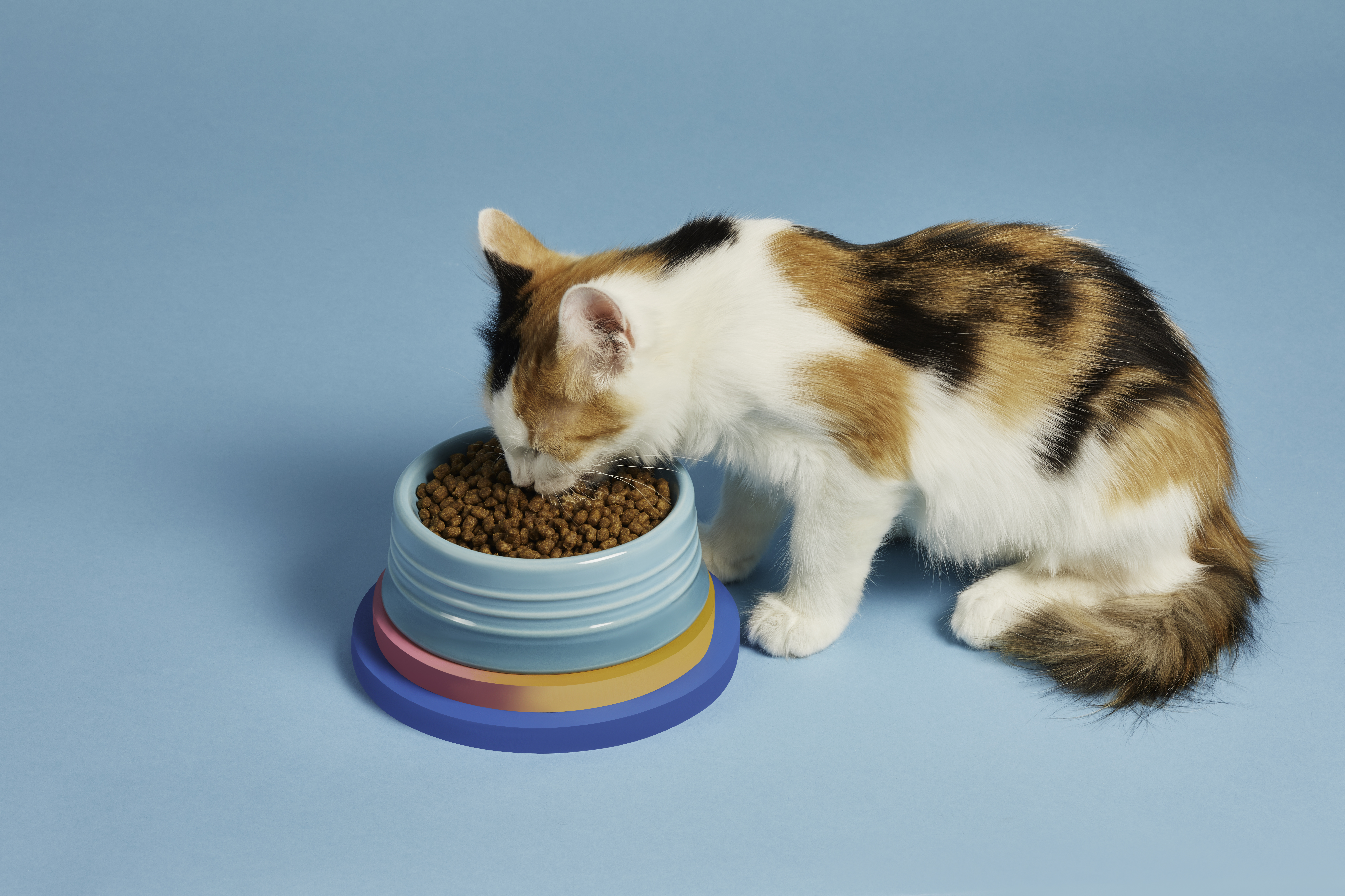PrettyLitter_Bundle0337_Fin.jpg